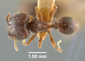 Media type: image;   Entomology 9090 Aspect: habitus dorsal view